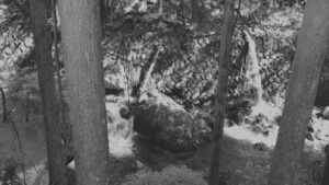杉の幹のあいだから見下ろす沢と小さな滝のモノクロ写真